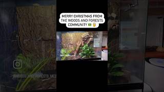 Merry Christmas from our frogs and toads #frog #pets #nature #wildlife #wildanimals #petlover