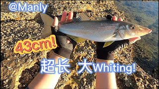 【澳洲钓鱼】野钓 whiting 最好吃的鱼 极品海鲜 【澳洲生活】Sydney Rock Fishing Whiting and Flounder 钓最好吃的鱼Whiting和左口鱼