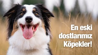 Köpekler hakkında bilgiler!