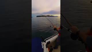 Salmon strike!  Chinook salmon fishing! #fishing #westcoast #salmon #britishcolumbia