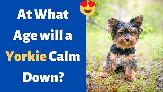 At What Age will a Yorkie Calm Down?