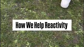 How We Help Reactivity #dog #pomeranian