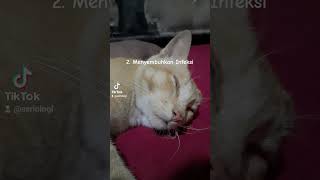 4 Manfaat Mendengar Dengkuran Kucing