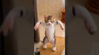 #cat #catlover #cute #funny #pets #petdance