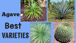 World Famous Agave gorgeous varieties