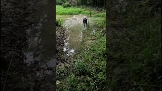 Run Rosie, Run! #Shorts #Duckhunting #LabLife #DuckDog