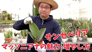 【サンセベリア】マッソニアナの魅力･増やし方【赤塚植物園農場だより】