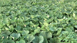 Live - Bottle Gourd - Upo Gulay