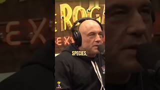 JOE ROGAN and SHANE GILLIS on grizzlies, gorillas and lions #joerogan #jre #shorts #viral #trending