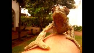 Slow Motion Chameleon Attack