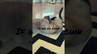 If we go down then we go down together 😂 🐱 💕