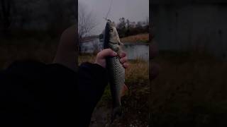 Вечерний Голавль ￼.#fishing#shorts#youtubeshorts#рыбалка#голавль#спиннинг#осень#река#2024#fish