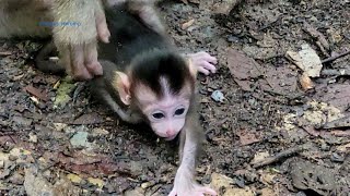 Young Monkey Makes Baby Monkey Cry Out Loud