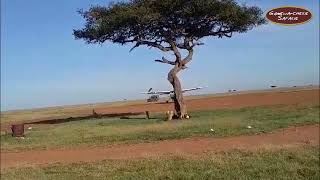 Surprise Safari Welcome: Cheetah Greets Guests at Mara Airstrip!