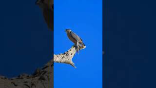 Cooper Hawk fly off #subscribe #birdsofprey #wildlife #nature #raptors #birds #viral #hawks #comment