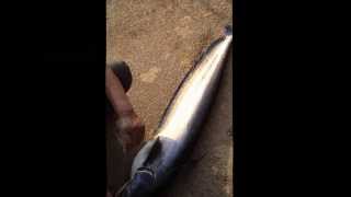 Monster Fish hunting - Wallago attu / Ikan Tapah 26 Pounds