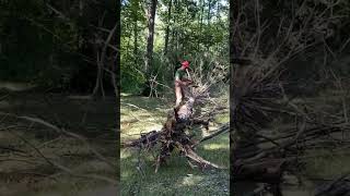 Delimbing Red Cedar Tree with Stihl Chainsaw #tractor #farming #statepark #takeahike