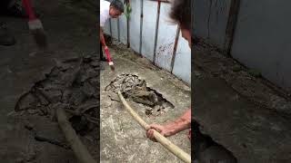 Smart Crocodile dig tunnel to escape