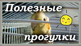 ЗАЧЕМ И КАК ГУЛЯТЬ С ПОПУГАЕМ НА УЛИЦЕ. Уф-лучи для попугая. Опасности для попугая на прогулке.