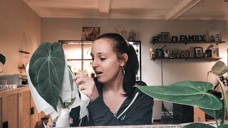 Beautiful Anthurium Plant Unboxing From Indonesia. I Don't Think I'll Be Able To Sell Them.