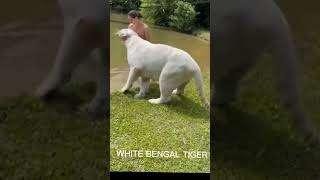 white tiger