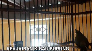 PLECI APAPUN BAKAL NYAUT IKUTAN BUNYI DAN BONGKAR ISIAN