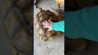 cute tortoise