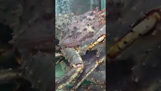 King crabs 🦀 #Huge crabs #seafood lovers #satisfyingvideoyoutubeshorts