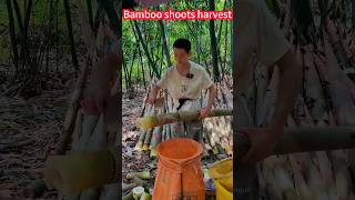 Bamboo shoot planting, simple and labor-saving, fast cut, high nutritional 竹筍種植，簡單省力，快速切割，美味可口，營養價值高