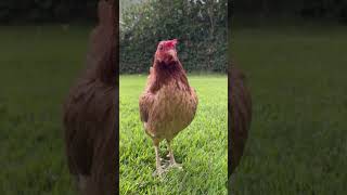 ஓனரே உன் பொண்டாட்டி உண்மையாவே முட்டாள் தான் 🐔🐓 #funny_chicken #kozhi_koothugal #funny #shorts 😅😂🤣