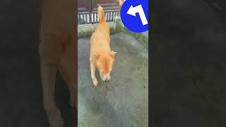 Funny dog was really scared of the cat🤣 and ran inside his house #shortsvideo #funny #shorts