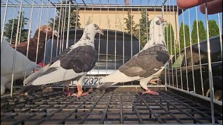 ZWOLEŃ Gołębie pigeons targ Andrzej W. 21.07.2024 cz.2/5💥Gołębie jasne i wyszwance Andrzeja Radom💥