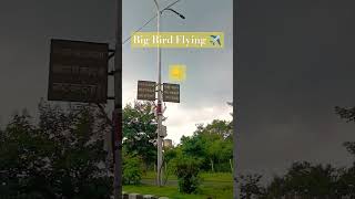 Big Bird Flying🛫 #aeroplane #aeroplane_video #shortsviral #shortsvideo #shorts #short #videoshort