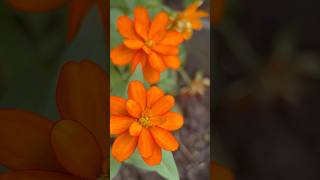 Seeniya flowers || Home Gardening | #flowers #youtubeshorts #shorts