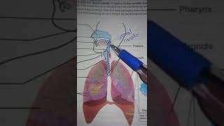 bio 10th unit 10 gaseous exchange in humans