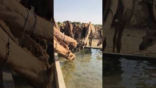 camel watering system  #shorts  #shortvideo  #youtubeshorts