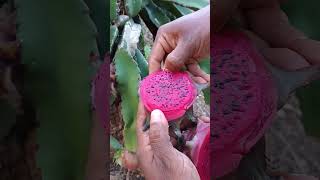 pitahaya