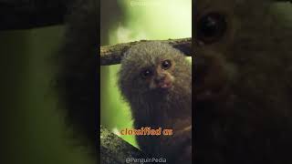 The World's Smallest Monkey | Pygmy Marmoset! 🤏🐒