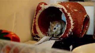 Gerbil collects materials to make a nest