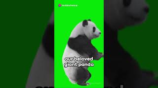 Did You Know? The Intriguing World of Polygamy and Pandas #shorts #facts #trending #viral