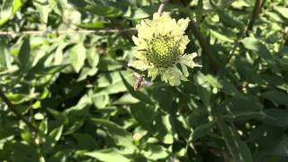 Leaf-cutter Bee Slo-Mo