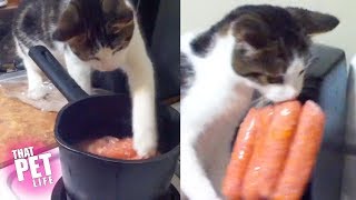 Sneaky Pets Stealing Food | Funny Animal Videos