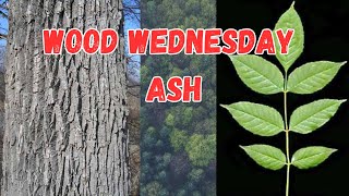 Wood Wednesday  The Ash tree  Useful and versatile