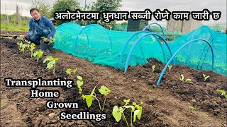 अलोटमेनटमा सब्जी रोपाई | What and when to grow vegetables in Allotment | NepaliFamilyUK | Gardening