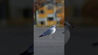 Seagull Birdy 2   #shorts #fyp #seagulls