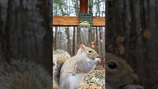 Beautiful gray Squirrel  on Thanksgiving #squirrels #wildlife