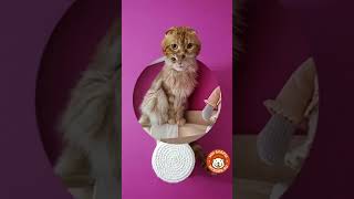 И снова - про любимые гамаки)))гамаки от Мы бобры #котодром #мы_бобры #коты