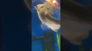 GULPER CATFISH EATS GOLDFISH