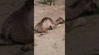 Baby Camel | Mela 2024 | Peer Inayat shah Festival |#pakistan #layyah #camel #camelfestival #shorts