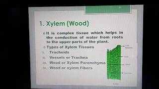 Compound Tissues of Plants Xylem and its components. Part 1|| Components of Xylem||Botany Lectures